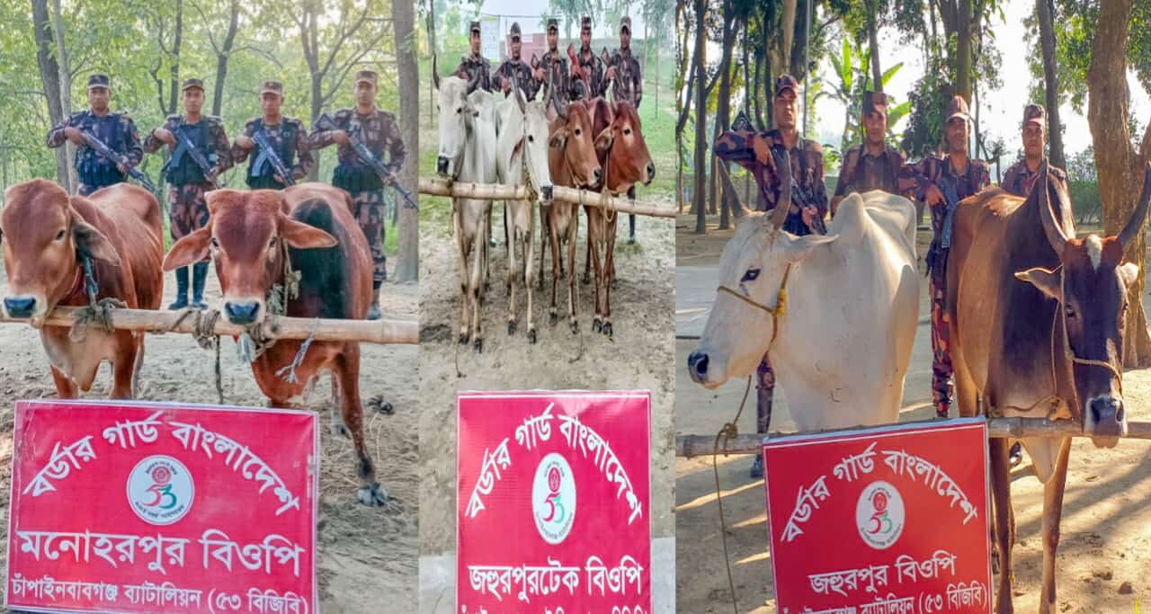 চাঁপাইনবাবগঞ্জে পৃথক পৃথক অভিযানে ৮টি ভারতীয় গরু উদ্ধার করেছে ৫৩ বিজিবি 