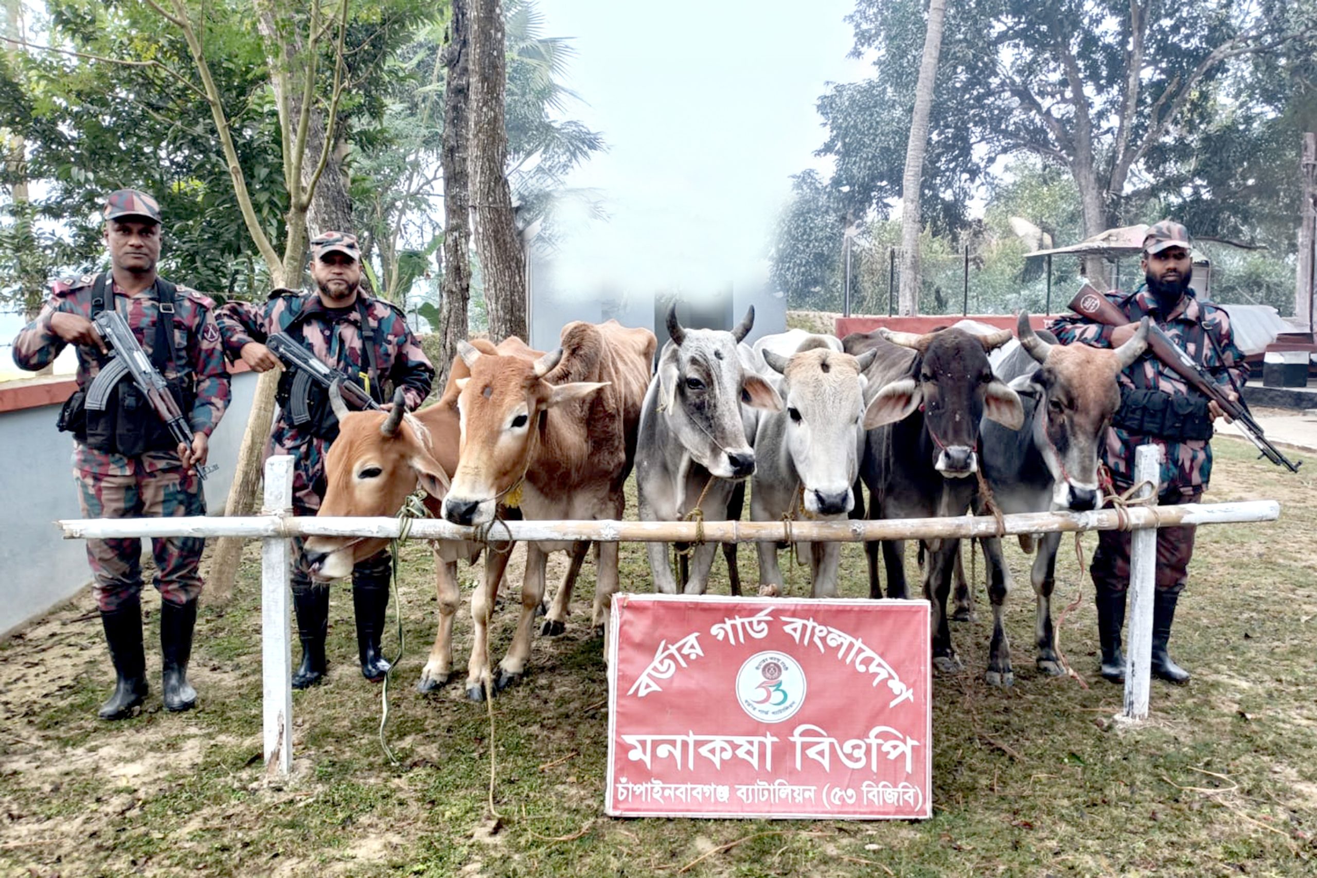 চাঁপাইনবাবগঞ্জ সীমান্তে পৃথক অভিযানে ১৬টি ভারতীয় গরু জব্দ করেছে চাঁপাইনবাবগঞ্জ ব্যাটালিয়ন (৫৩ বিজিবি