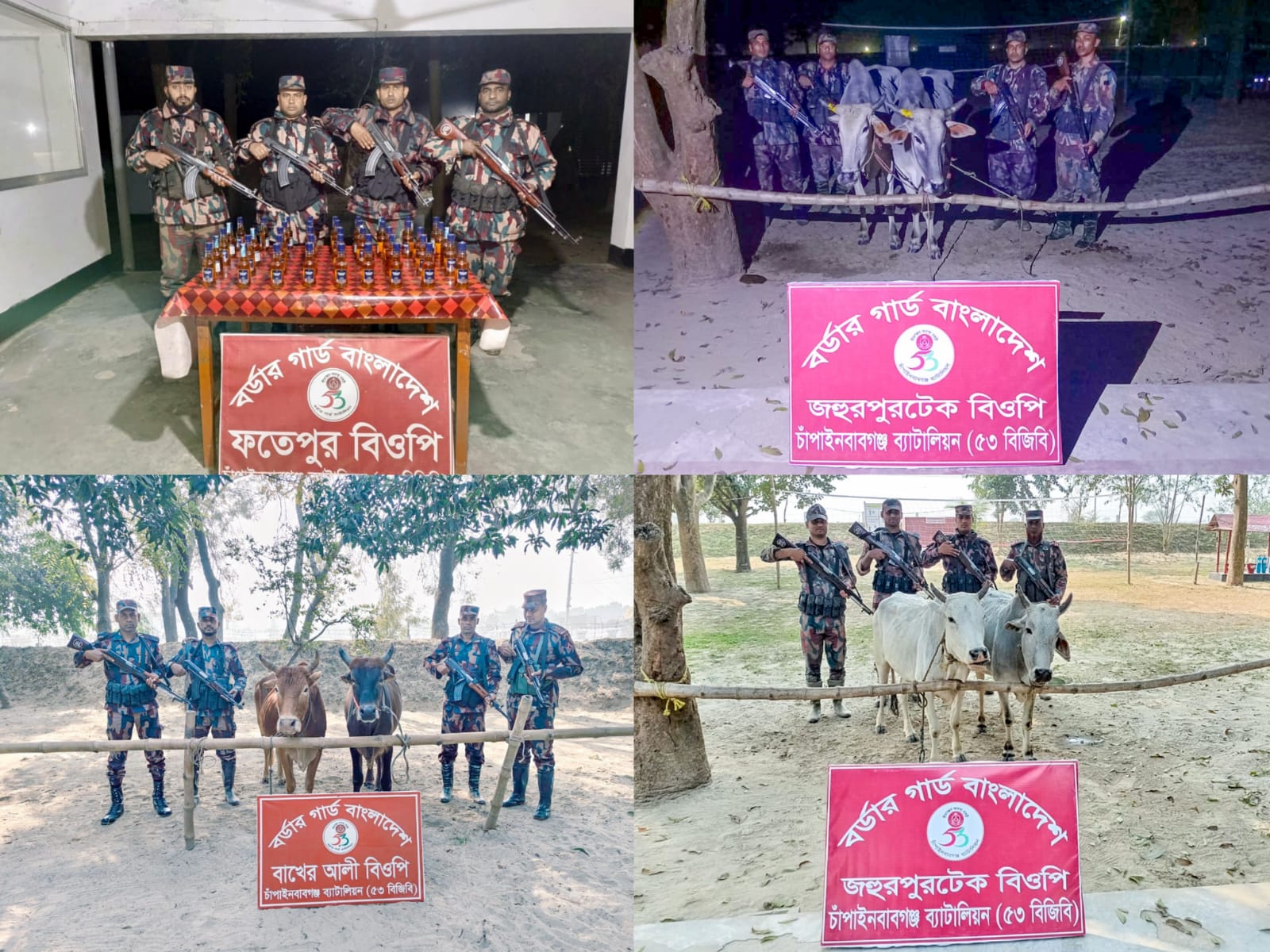 চাঁপাইনবাবগঞ্জ সীমান্তে ৫৩ বিজিবির পৃথক অভিযানে বিপুল পরিমাণ ভারতীয় মদ ও গরু জব্দ