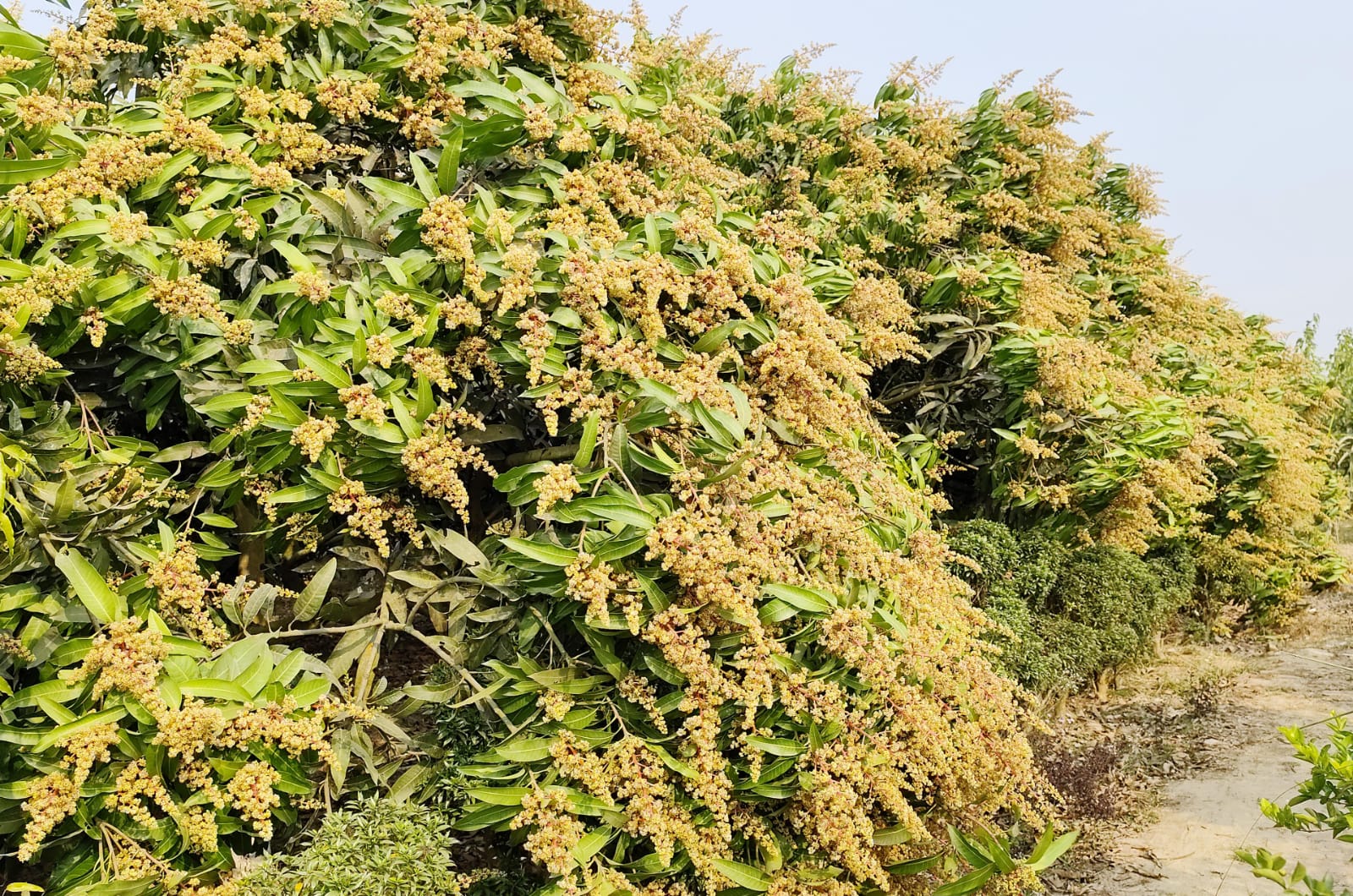 মুকুলে ছেয়ে গেছে বাগান, ভালো ফলনের স্বপ্ন