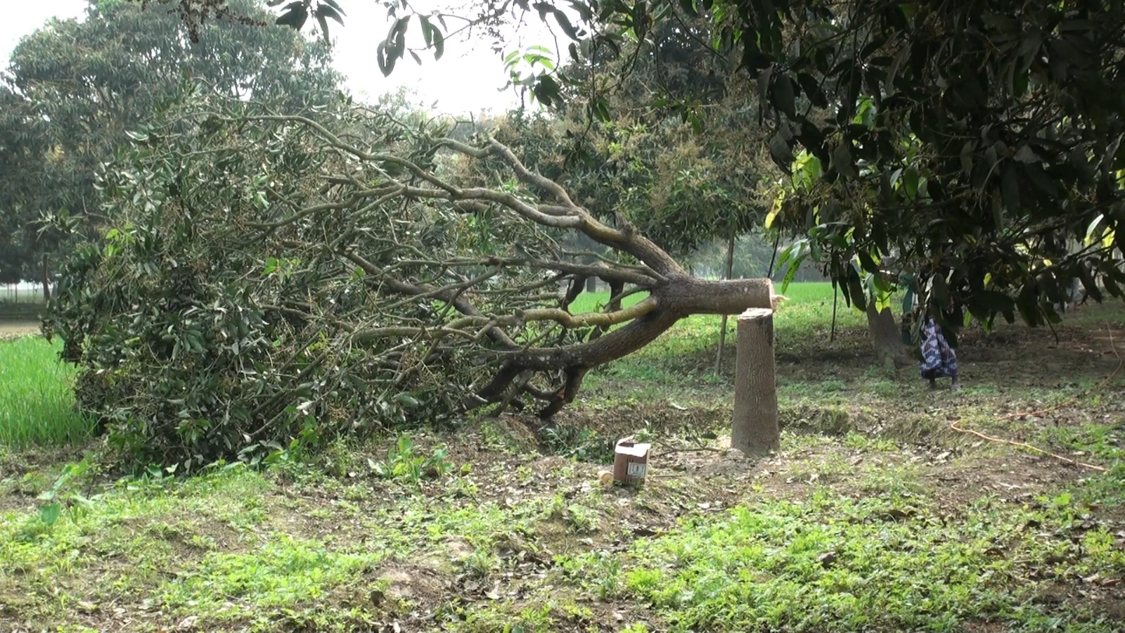 পূর্ব শক্রতার জেরে আমের গাছ কেটে ফেলার অভিযোগ উঠেছে প্রতিবেশীর বিরুদ্ধে