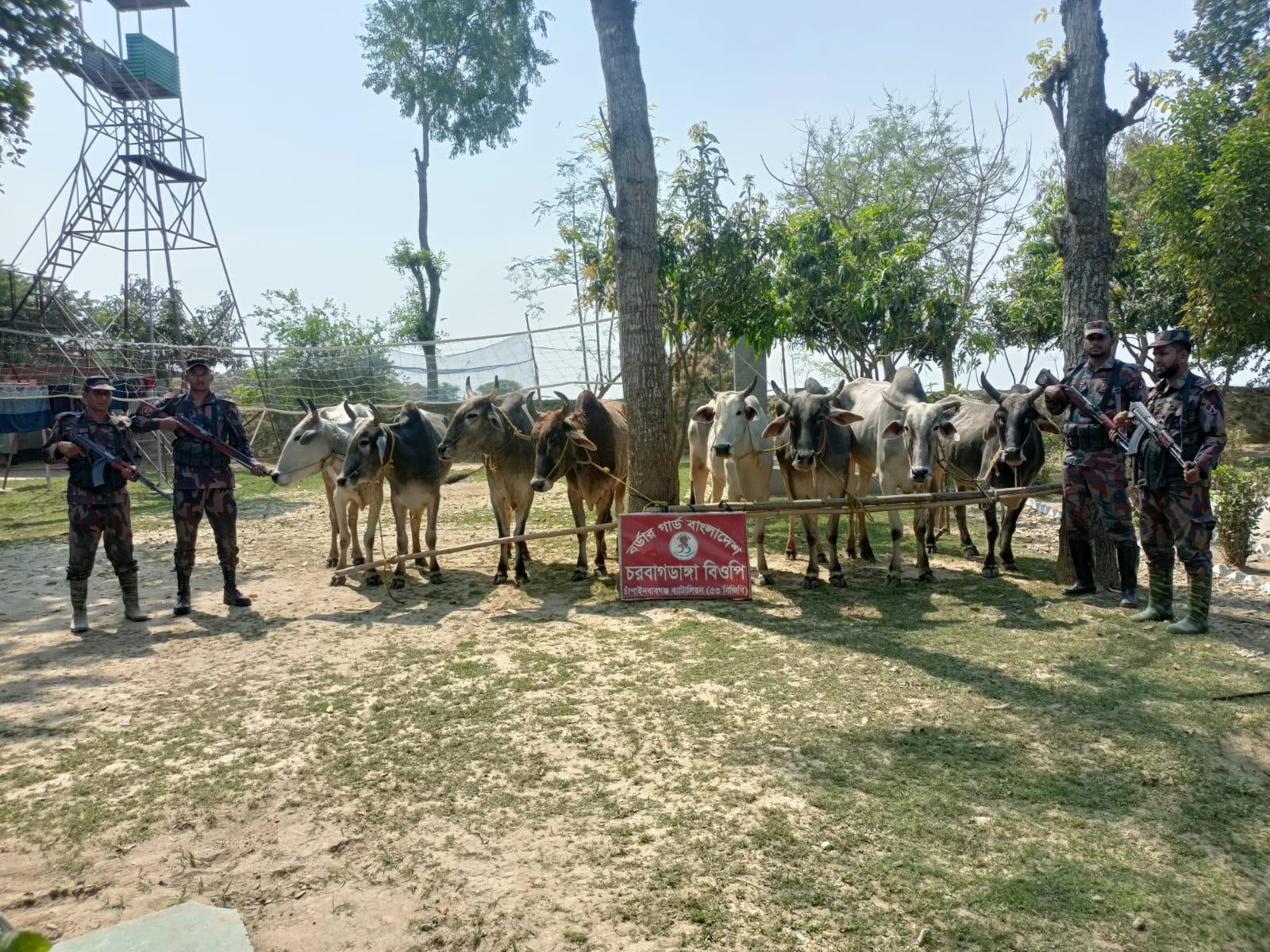 চাঁপাইনবাবগঞ্জ সীমান্তে পৃথক অভিযানে বিপুল পরিমান ভারতীয় গরু জব্দ করেছে চাঁপাইনবাবগঞ্জ ব্যাটালিয়ন (৫৩ বিজিবি)