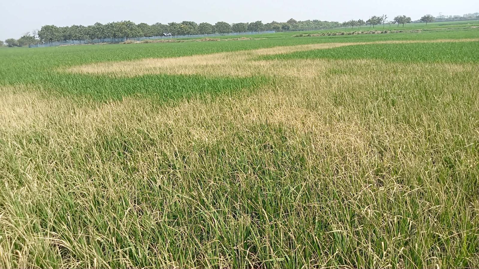 গোমস্তাপুরে জমিতে বিষ প্রয়োগে ৫ বিঘা জমির ধান ক্ষতি সাধাণ করার অভিযোগ