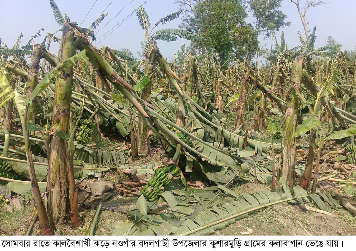 নওগাঁয় কালবৈশাখী ঝড়ে ফসলের ব্যাপক ক্ষতি