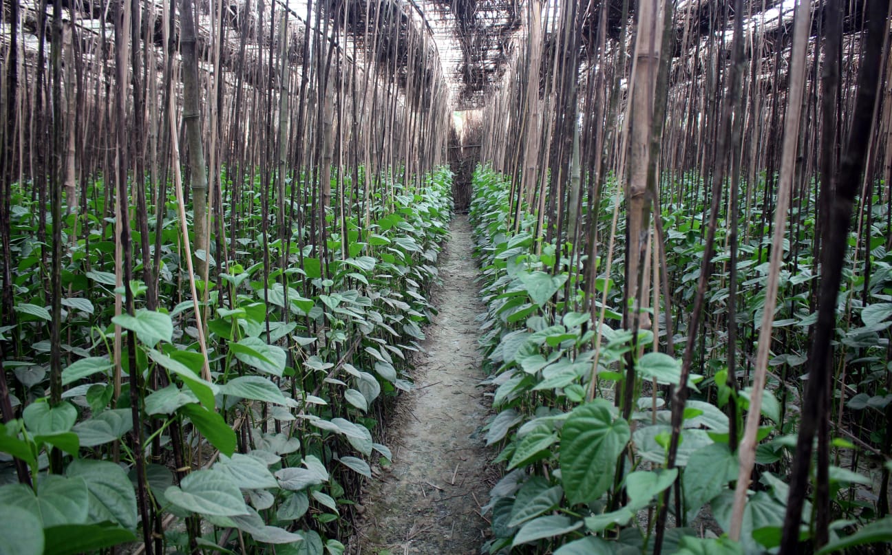 নওগাঁর তিন গ্রাম এখন ‘পানের রাজ্য’ সবুজ বরজে বদলে গেছে জীবনের গল্প