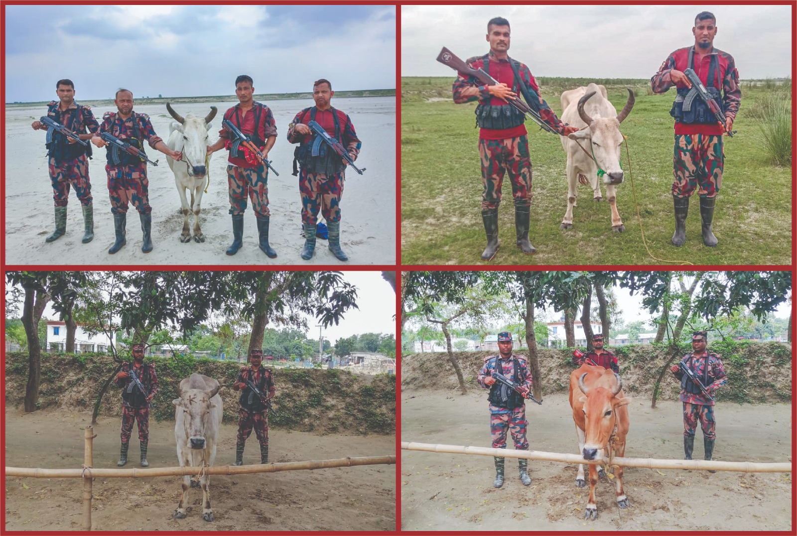 চাঁপাইনবাবগঞ্জ সীমান্তে ৫৩ বিজিবির সাঁড়াশি অভিযান: ৪টি ভারতীয় গরু জব্দ
