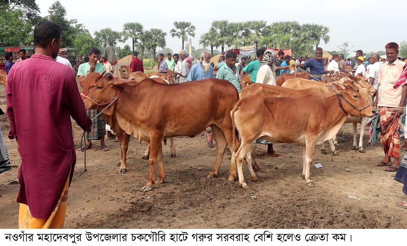 নওগাঁয় কুরবানি হাটে পশুর সরবরাহ বাড়লেও বেচাকেনা কম