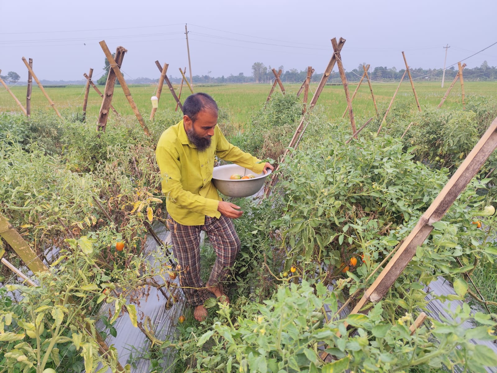 গ্রীষ্মকালীন টমেটো চাষে বাজিমাত: মালচিং পদ্ধতিতে ভাগ্যবদল বদলগাছীর কৃষক জামিল কাজীর
