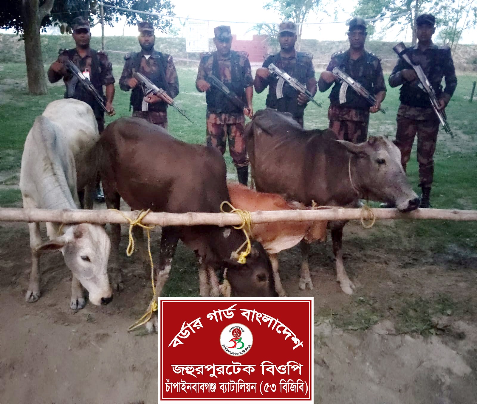 চাঁপাইনবাবগঞ্জ সীমান্তে তিন লক্ষ টাকার ভারতীয় গরু জ;ব্দ ৫৩ বিজিবি