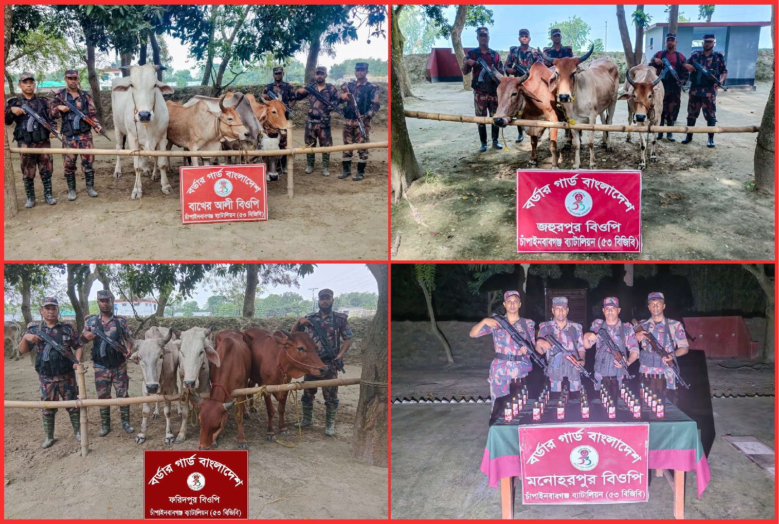 চাঁপাইনবাবগঞ্জ সীমান্তে ৫৩ বিজিবির পৃথক অভিযানে ভারতীয় মদ ও গরু জব্দ