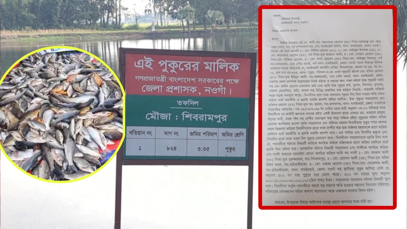 নওগাঁর ধামইরহাটে পুকুরে বিষ প্রয়োগের অভিযোগ, প্রায় ৩০ লাখ টাকার ক্ষতির আশঙ্কা