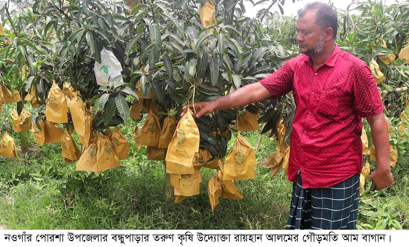 নওগাঁর আম চাষীরা লাভ থেকে বঞ্চিত হবেন!