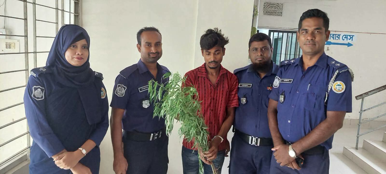 কাঠালিয়ায় গাঁজা গাছ উদ্ধার, যুবক আটক