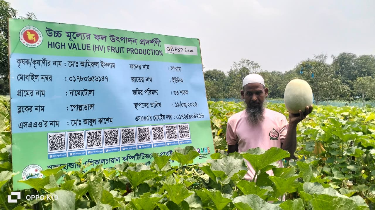 সাম্মাম ও তরমুজ চাষে স্বাবলম্বী কৃষক আমিরুল, সম্ভাব্য আয় প্রায় ৩ লাখ টাকা