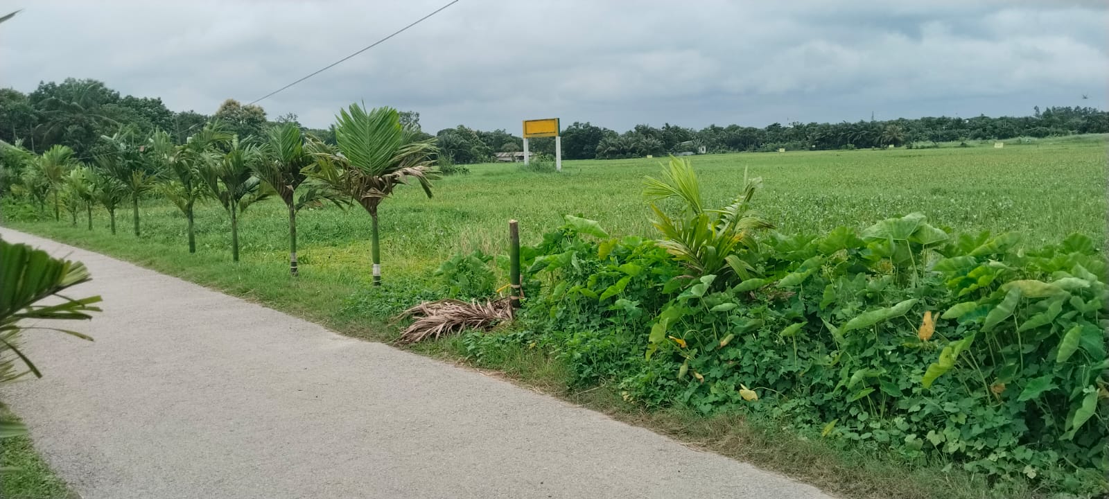 রূপগঞ্জে সামাজিক উদ্যোগে রোপণ করা সুপারি গাছ কাটার অভিযোগ, এলাকাবাসীর ক্ষোভ