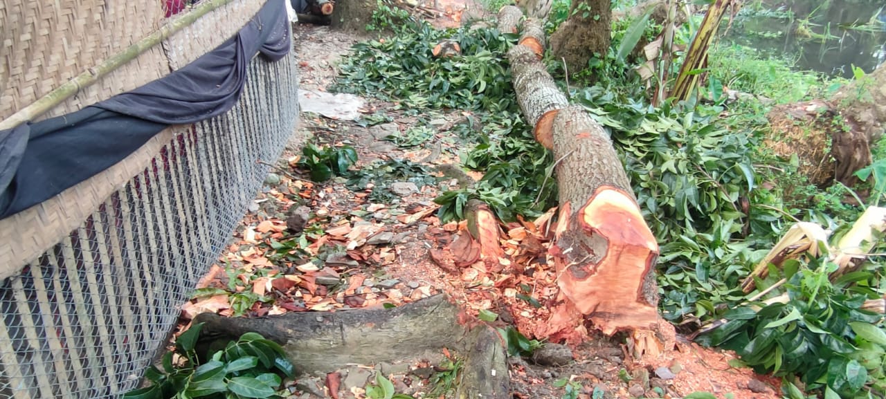 রাণীনগরে খাস জায়গার গাছ কাটার বিষয়ে নিরব প্রশাসন
